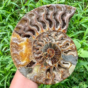 Peut inclure: Une grande ammonite fossilisée avec une coquille en spirale. La coquille est brune et blanche avec un motif complexe de crêtes et de rainures. L'ammonite est un bel exemple de créature préhistorique.