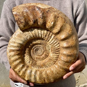 12.6&quot; Natural Ammonite fossil,Conch specimen,Crystal fossil,Quartz Crystal fossil,Home decoration,Crystal gifts,Crystal healing R359