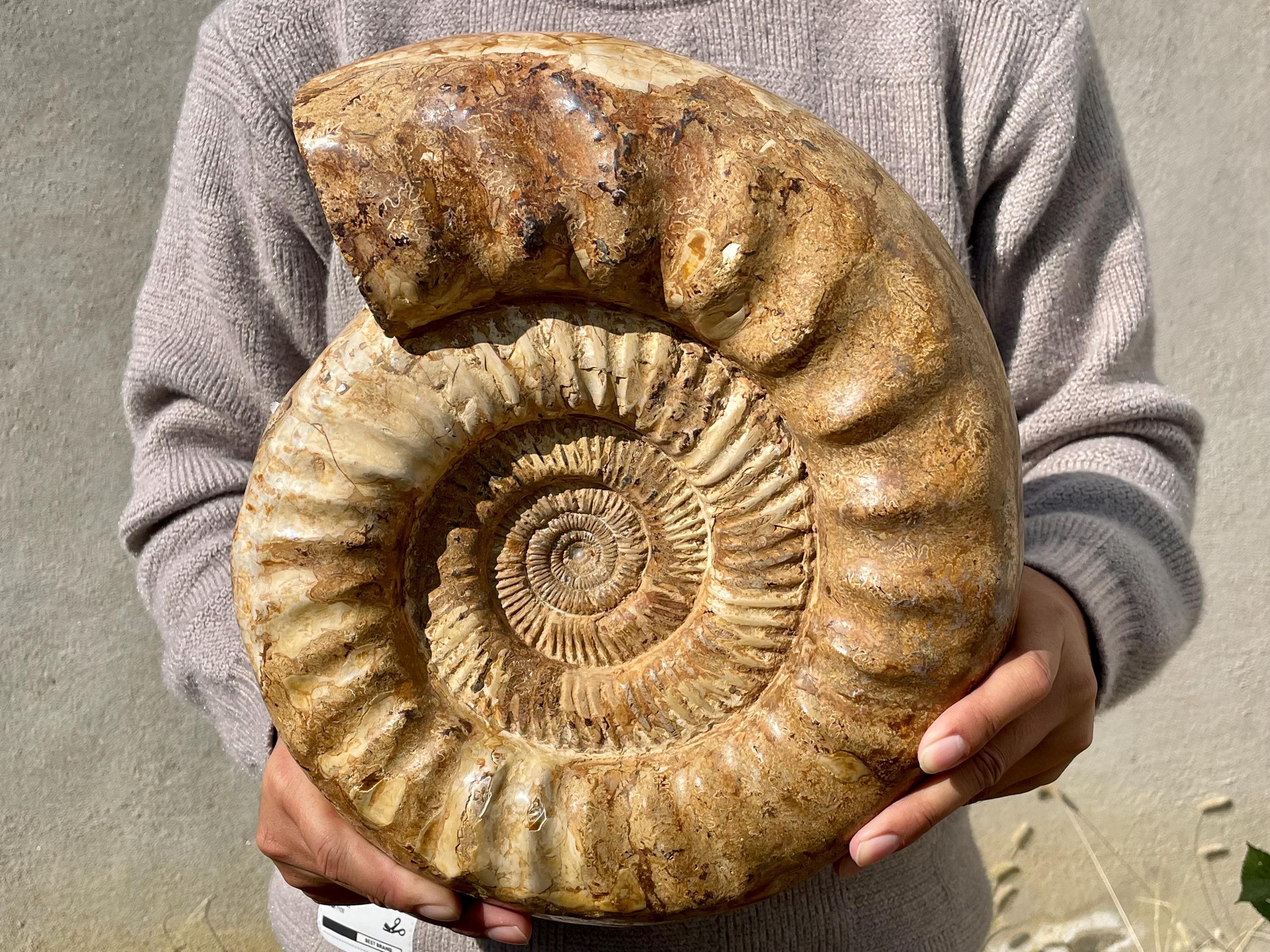 12.6" Natural Ammonite fossil,Conch specimen,Crystal fossil,Quartz Crystal fossil,Home decoration,Crystal gifts,Crystal healing R359