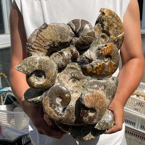 11.8&quot; Natural Ammonite fossil,Conch specimen,Crystal fossil,Quartz Crystal fossil,Home decoration,Crystal gifts,Crystal healing LU-5