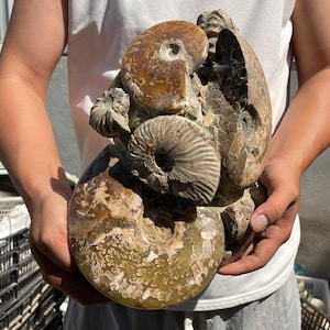 11.8&quot; Natural Ammonite fossil,Conch specimen,Crystal fossil,Quartz Crystal fossil,Home decoration,Crystal gifts,Crystal healing LU-7