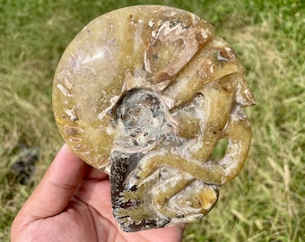 Hand Carved Ammonite Fossil Skull: Crystal Healing Decor (4.8")
