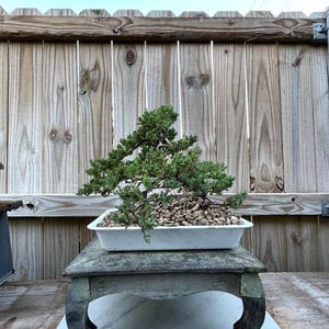 Bonsai for Sale - Etsy