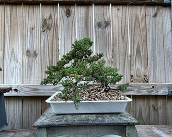 AWESOME! Fantastic Procumbens Nana Juniper Pre-Bonsai, 18 Years, Huge Trunk