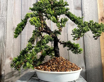 AWESOME! Summer Gift - Procumbens Nana Juniper Bonsai, 16 YR, Trunk #904