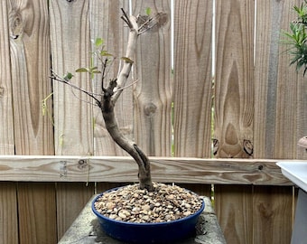 AWESOME! Fantastic Vitex - Arabian Lilac, 15 Years, HUGE TRUNK