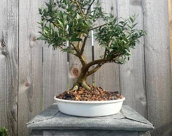 FATHER'S DAY GIFT - Premium! Fantastic Olive Bonsai, 20 Years, Great Trunk