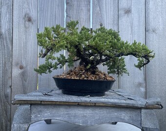 AWESOME! Fantastic Procumbens Nana Juniper Pre-Bonsai, 14 Yrs, Strong Trunk