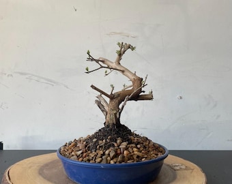 AWESOME! Fantastic Vitex - Arabian Lilac, 18 Years, HUGE TRUNK