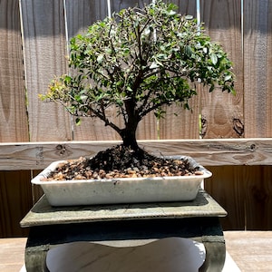 Bonsai 20 Years - Etsy