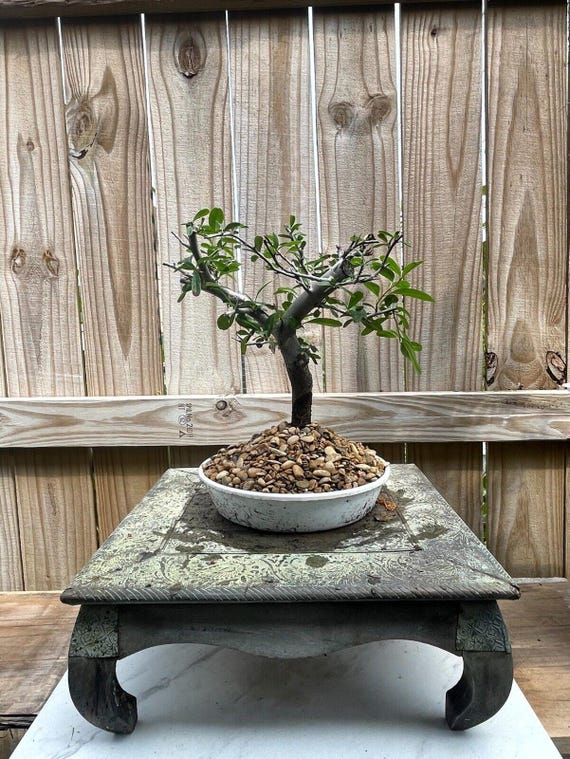 AWESOME! Fantastic Pyracantha Pre-bonsai, 15 Years, Huge Trunk - Etsy