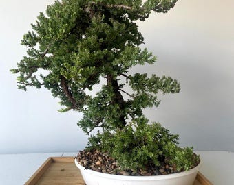 Awesome! FATHER'S DAY GIFT - Procumbens Nana Juniper Bonsai, 16 Yr, Trunk #896