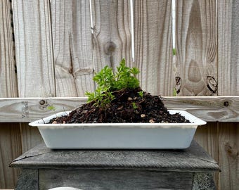 AWESOME! Beautiful Chinese ELM Pre-Bonsai, 18 Years, Huge Trunk