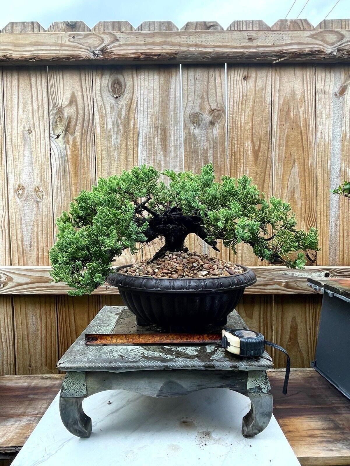 AWESOME! Fantastic Procumbens Nana Juniper Pre-Bonsai, 25 Years, GREAT TRUNK
