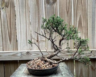 AWESOME! Juniperus Chinensis - Parsonii Juniper Pre-Bonsai, 15 Years, Huge Trunk