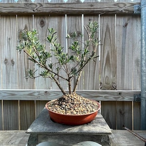 Buddhist Pine Bonsai - Etsy