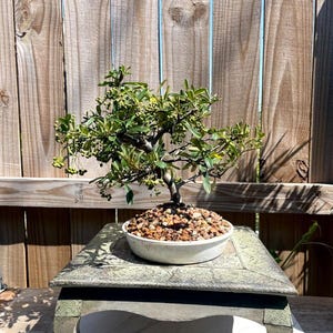 Pyracantha Bonsai - Etsy