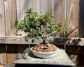 DEAL! Fantastic Pyracantha Pre-Bonsai, 12 Years, Strong Trunk