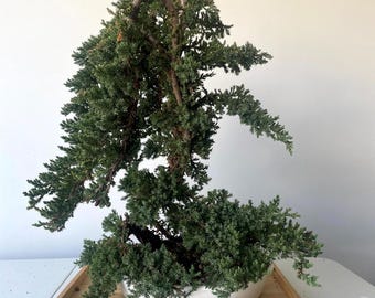 Awesome! FATHER'S DAY GIFT - Procumbens Nana Juniper Bonsai, 16 Yr, Trunk #900