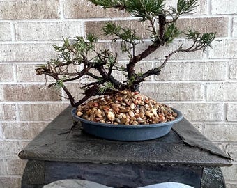 NEW YEAR GIFT! Juniperus Chinensis - Parsonii Juniper Pre-Bonsai, 18Yr