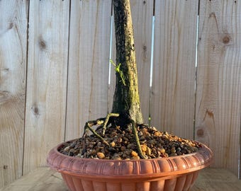 AWESOME! Fantastic Bald Cypress Pre-Bonsai, 20 Years, Great Trunk - STYLE #55.1
