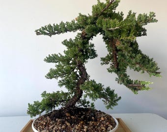Awesome! FATHER'S DAY GIFT - Procumbens Nana Juniper Bonsai, 16 Yr, Trunk #893