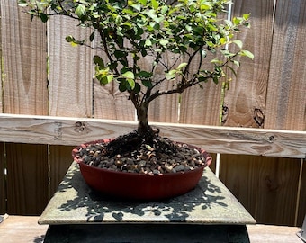 AWESOME! Beautiful Crepe Myrtle Pre-Bonsai, 20 Years, HUGE TRUNK