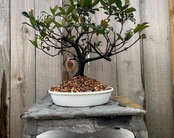 Awesome! FATHER'S DAY GIFT - Hawthorn - Rhaphiolepis Indica Bonsai, 15 Yrs #885