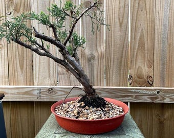 AWESOME! Fantastic Juniper Pre-Bonsai, 15 Years, HUGE TRUNK