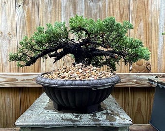 AWESOME! Fantastic Procumbens Nana Juniper Pre-Bonsai, 25 Years, GREAT TRUNK