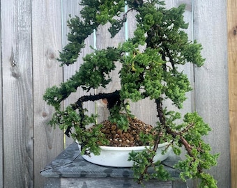 Awesome! FATHER'S DAY GIFT - Procumbens Nana Juniper Bonsai, 16 Yr, Trunk #898