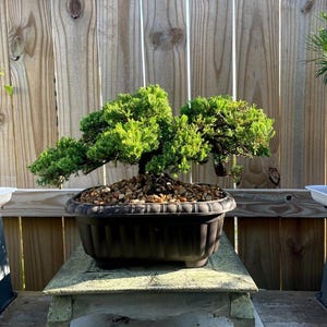 Bonsai 20 Years - Etsy