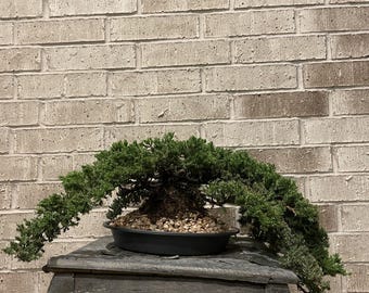 AWESOME! Fantastic Procumbens Nana Juniper Pre-Bonsai, 16 Yrs, Strong Trunk #971