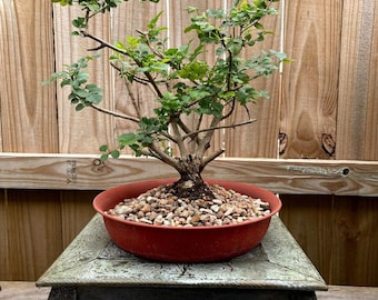 AWESOME! Fantastic Honeysuckle Pre-Bonsai, 9 Years, Strong Trunk