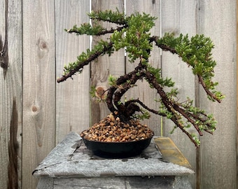 Awesome! FATHER'S DAY GIFT - Procumbens Nana Juniper Bonsai, 16 Yr, Strong Trunk