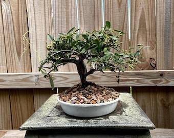 AWESOME! Fantastic Pyracantha Pre-Bonsai, 15 Years, Huge Trunk