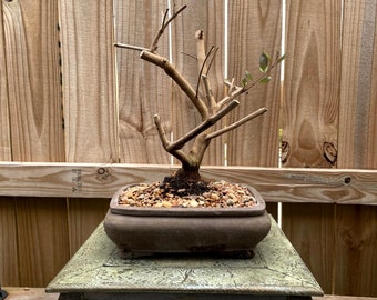 AWESOME! Fantastic Vitex - Arabian Lilac Pre-Bonsai, 14 Years, Huge Trunk