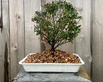 AWESOME! FATHER'S DAY Fantastic Yaupon Bonsai, 15 Years, Strong Trunk #883
