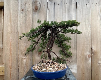 AWESOME! Fantastic Procumbens Nana Juniper Pre-Bonsai, 20 Years, GREAT TRUNK