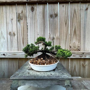 AWESOME! Fantastic Procumbens Nana Juniper Pre-Bonsai, 17 Years, Strong Trunk