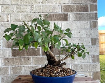 PREMIUM!! Fantastic Vitex - Arabian Lilac, 20 Years, GREAT TRUNK