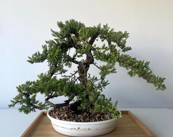 Awesome! FATHER'S DAY GIFT - Procumbens Nana Juniper Bonsai, 16 Yr, Trunk #891