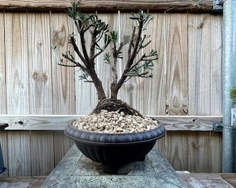 AWESOME! Fantastic Buddhist Pine - Podocarpus Macrophyllus, 20 Year, GREAT TRUNK