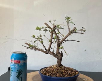 AWESOME! Fantastic Vitex - Arabian Lilac, 18 Years, HUGE TRUNK