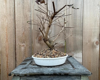 NEW YEAR GIFT! Fantastic Vitex - Arabian Lilac, 18 Years, Huge Trunk