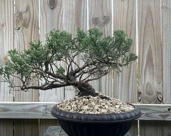 DEAL! Juniperus Chinensis - Parsonii Juniper Pre-Bonsai, 20 Year, GREAT TRUNK