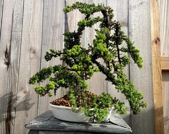 AWESOME! Summer Gift - Procumbens Nana Juniper Bonsai, 16 YR, Trunk #903