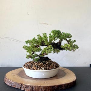 May include: A small bonsai tree with vibrant green foliage, planted in a white ceramic pot filled with small pebbles. The pot sits on a round, natural wood slice, showcasing the tree's miniature form. The tree's branches extend outward, creating a balanced aesthetic.