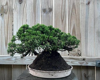 AWESOME! Procumbens Nana Juniper Pre-Bonsai, 30 Years, GREAT TRUNK