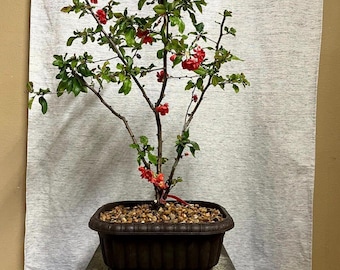 AWESOME! Fantastic CHOJURAKU Quince Pre-Bonsai, 18 Years, Great Trunk